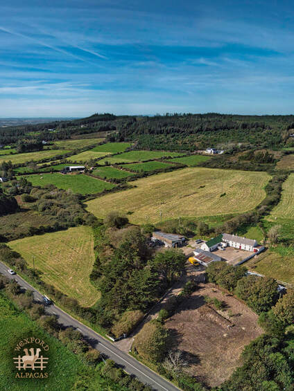 Four fluffy white alpacas in a field